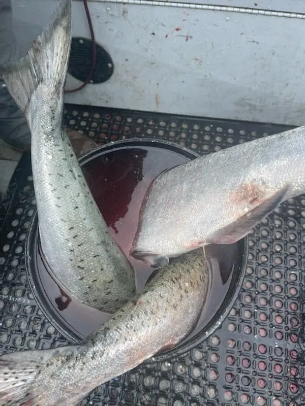 Buoy10 is in full swing! salmon for the freezer The Coho rodeo is fast and furious; Chinook are getting caught too!